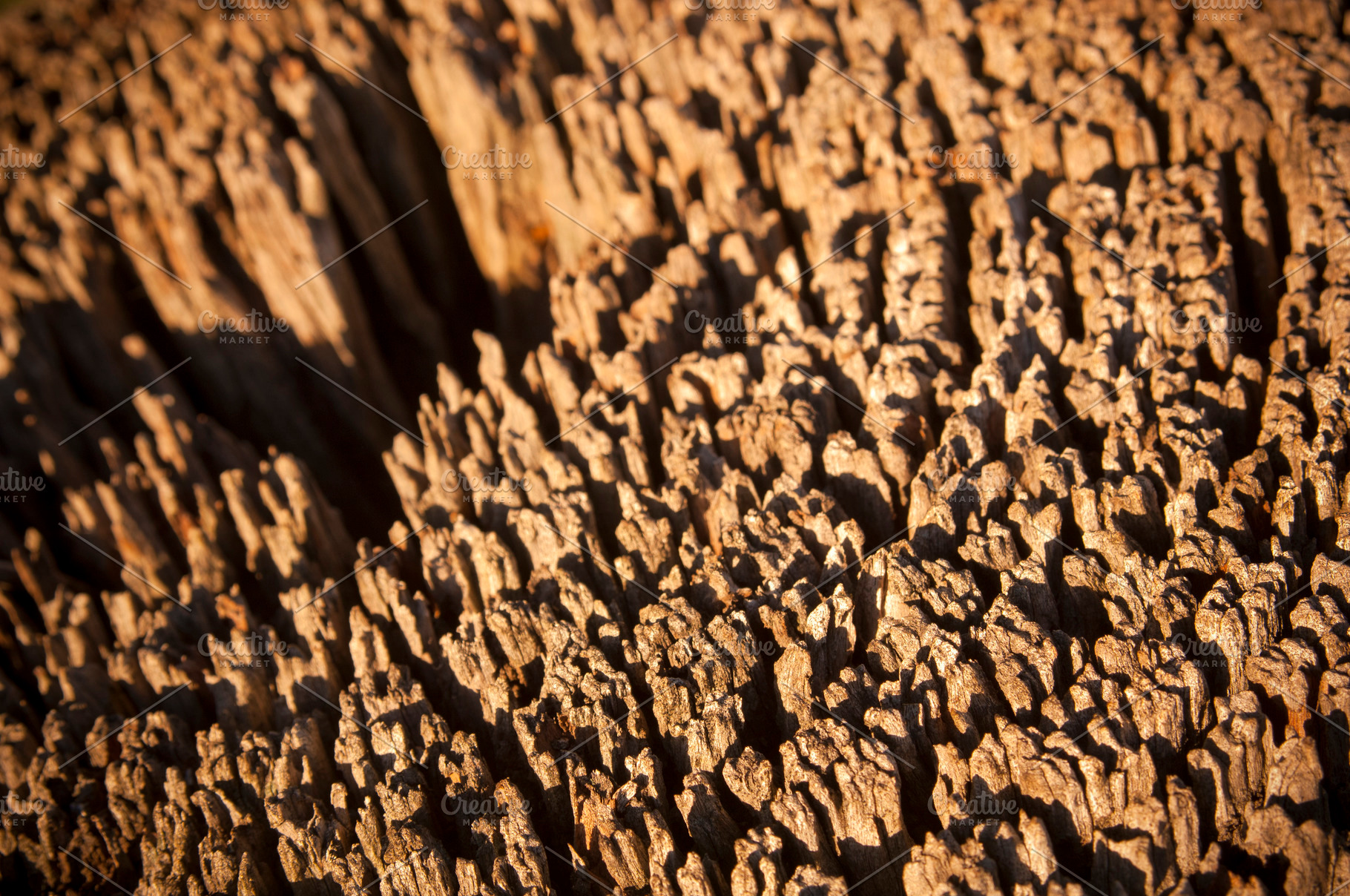 Rotten Wood Detail, a Background Photo by THP Creative