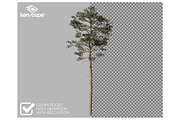 72 Tall Trees Photo Overlays, a Nature Photo by KenScape (Thumbnail 2 of 4)
