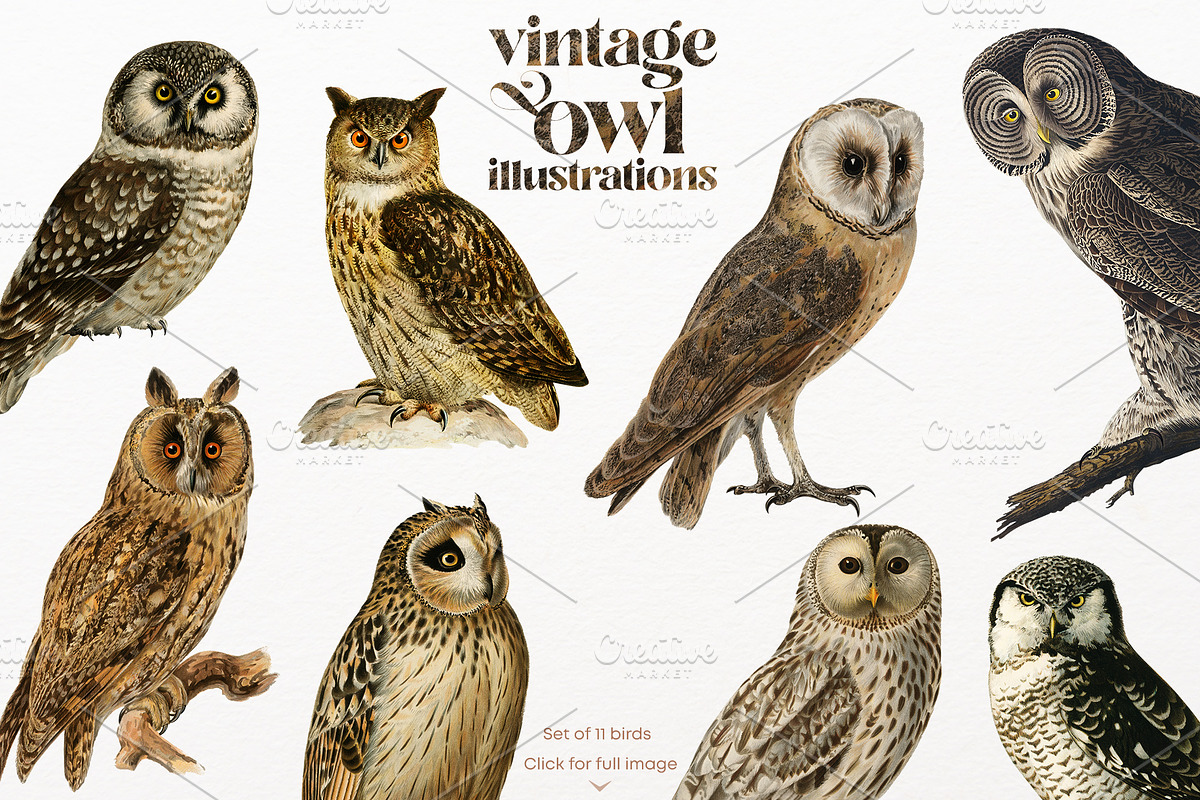 Vintage owl illustrations, an Animal Illustration by Natalka Dmitrova art (Photo 1 of 7)