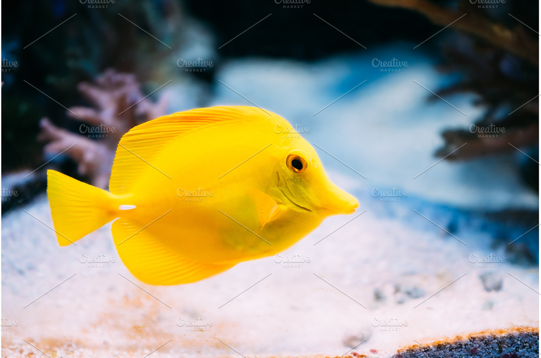 Zebrasoma yellow tang sea fish in, an Animal Photo by Our Amazing World