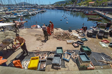 Fishermen wokers working with just catched fishes at piriapolis, an Industrial Photo by DanFLCreativo