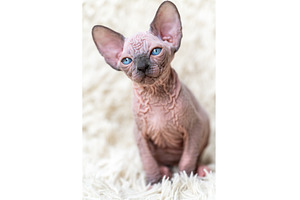 Portrait of adorable Canadian Sphynx, an Animal Photo by Alexander-Piragis