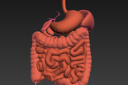 Digestive system. Animated, a Characters & Person 3D Model by konstantin.ermolaev (Thumbnail 6 of 9)