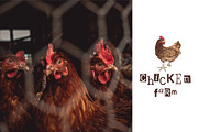 Hand drawn chicken life cycle, an Animal Illustration by handsketched (Thumbnail 2 of 7)