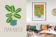 Peperomia - eclectic houseplants, an Illustration by Annakniaz (Thumbnail 10 of 14)