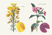 Vintage Flower Illustrations Bundle, an Illustration by Greta Ivy (Thumbnail 9 of 62)