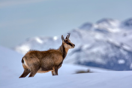 Chamois in the snow on the peaks of the National Park Picos de E, an Animal Photo by CreativePhotoSpain