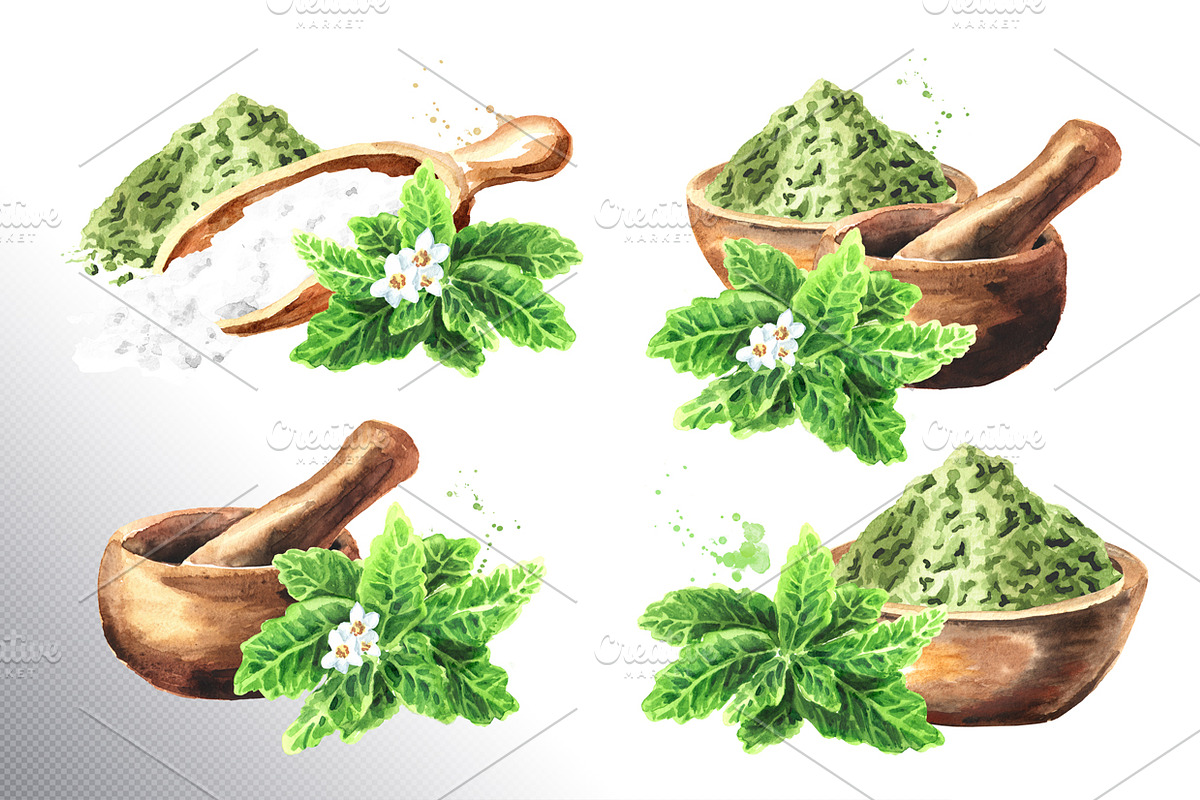 Stevia. Watercolor collection, a Healthcare Illustration by Daria Ustiugova (Photo 3 of 6)