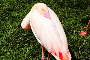 Group of pink flamingo standing on green grass in Indiana park, vibrant and sun, a Photo by AS photostudio