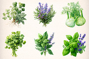 Watercolor Herbs Clipart, an Object Illustration by Digital Artistic99 (Thumbnail 3 of 11)