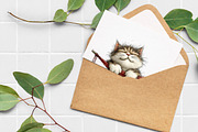 Whimsical Summer Cats Clipart, an Illustration by Libby Wishes (Thumbnail 6 of 7)