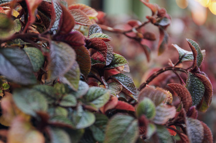 Beautiful plant, close up and selective focus, an Architecture Photo by AtlasStudio PRO