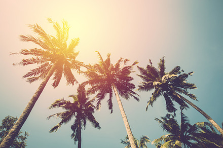 Coconut tree containing summer, tree, and coconut, a Nature Photo by Pushish Images