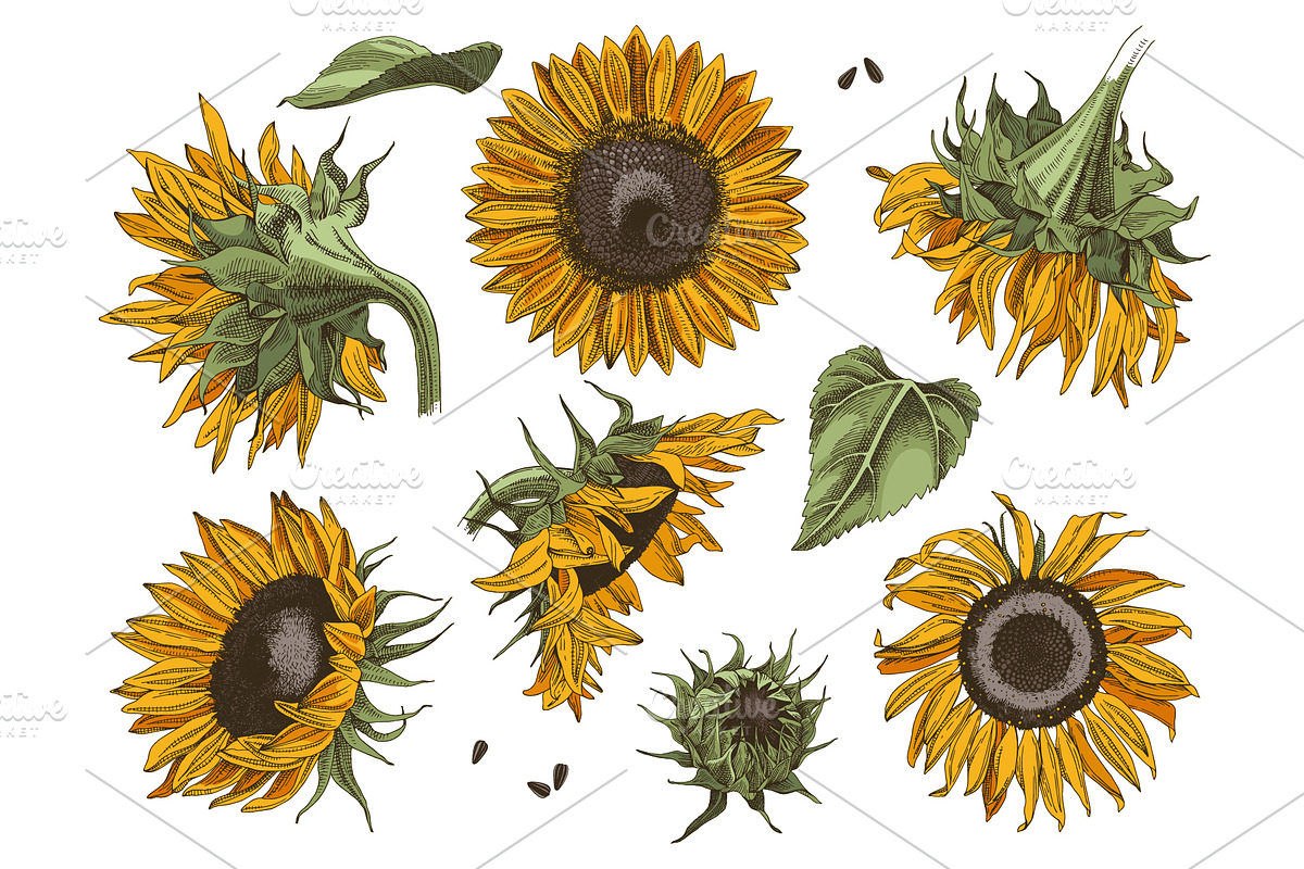 Hand drawn botanical bundle, an Illustration by handsketched (Photo 24 of 24)