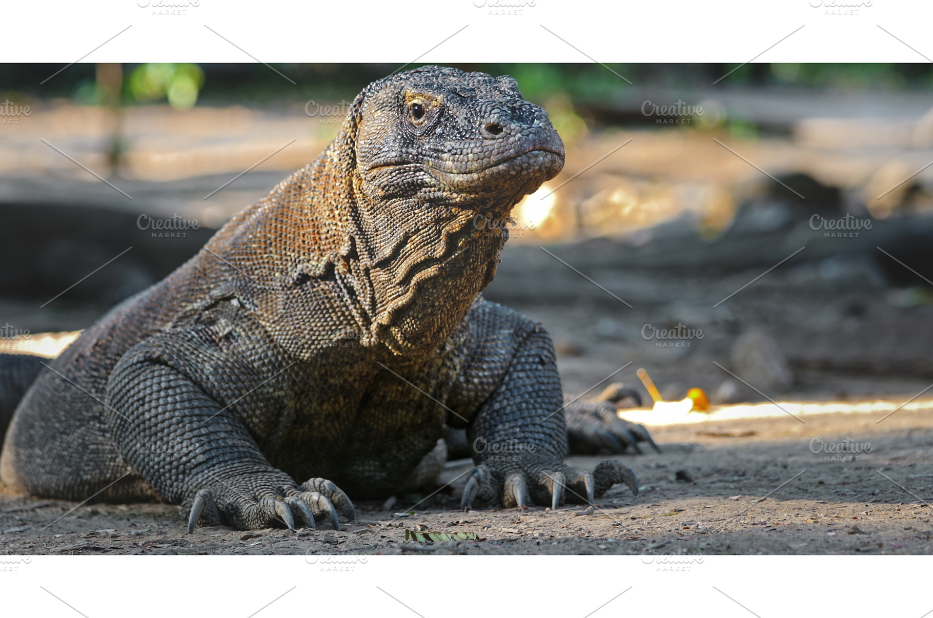 Komodo dragon resting on the ground, an Animal Photo by Goinyk