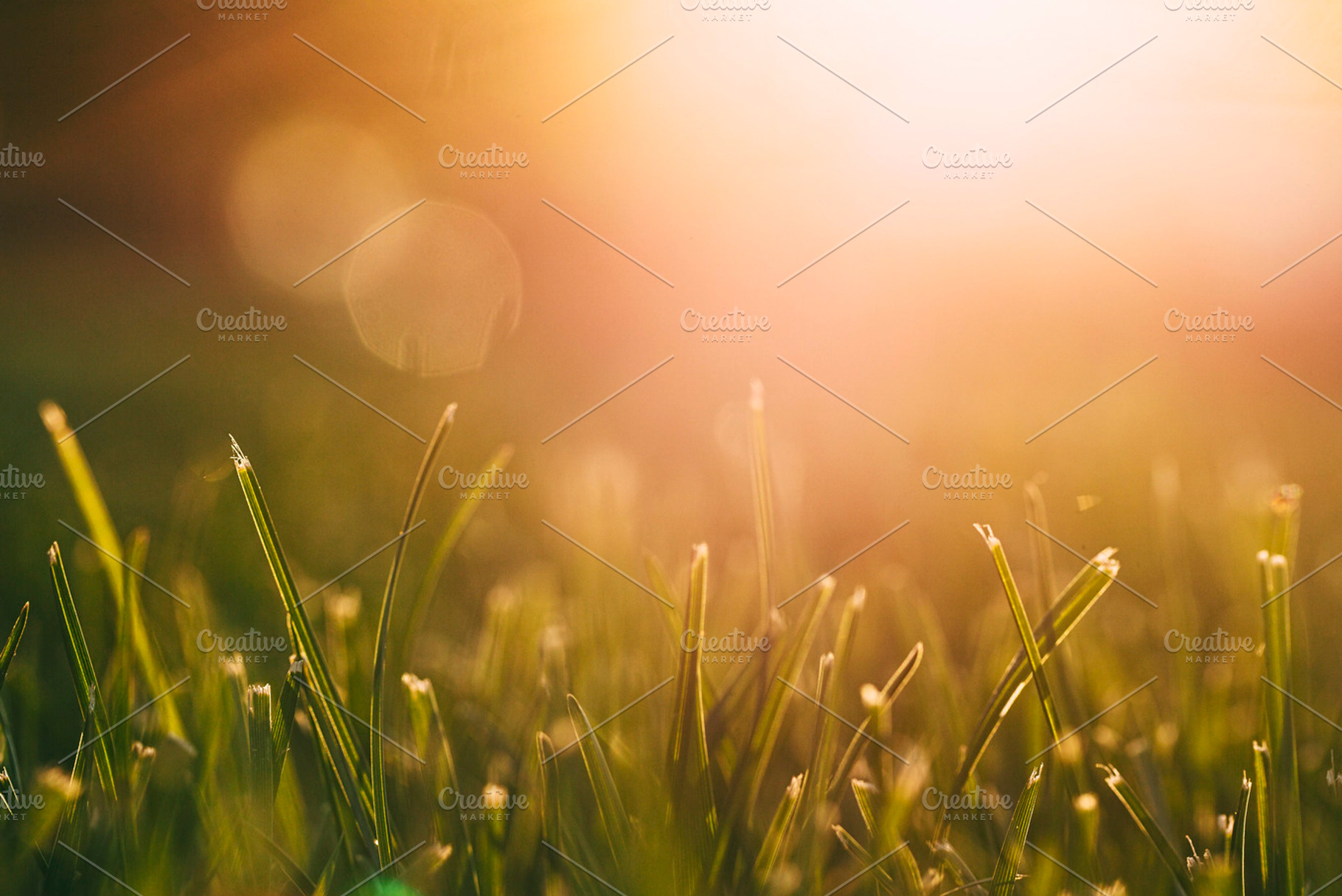 Grass At Sunset