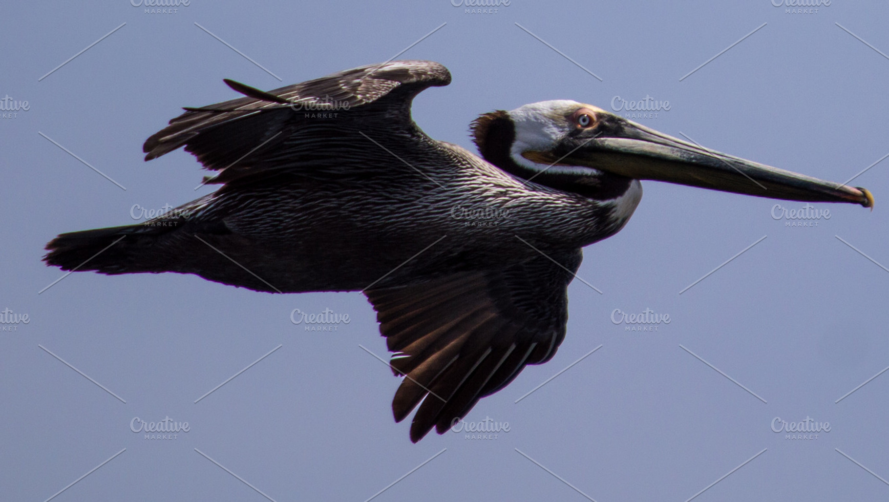 Pelican Stock Photo