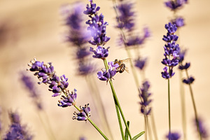 Honeybee on Lavender Blossom. A honeybee gathers pollen from a cluster of fresh, a Nature Photo by Rohan Photography