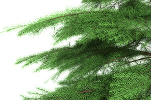 Fir Tree - Animation Of Growth