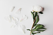 White Peony Bundle + Bonus, an Arts & Entertainment Photo by Light & Grace (Thumbnail 4 of 8)