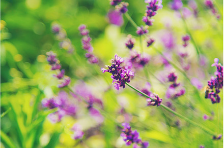 Blooming lavender in the garden, a Nature Photo by yanadjana