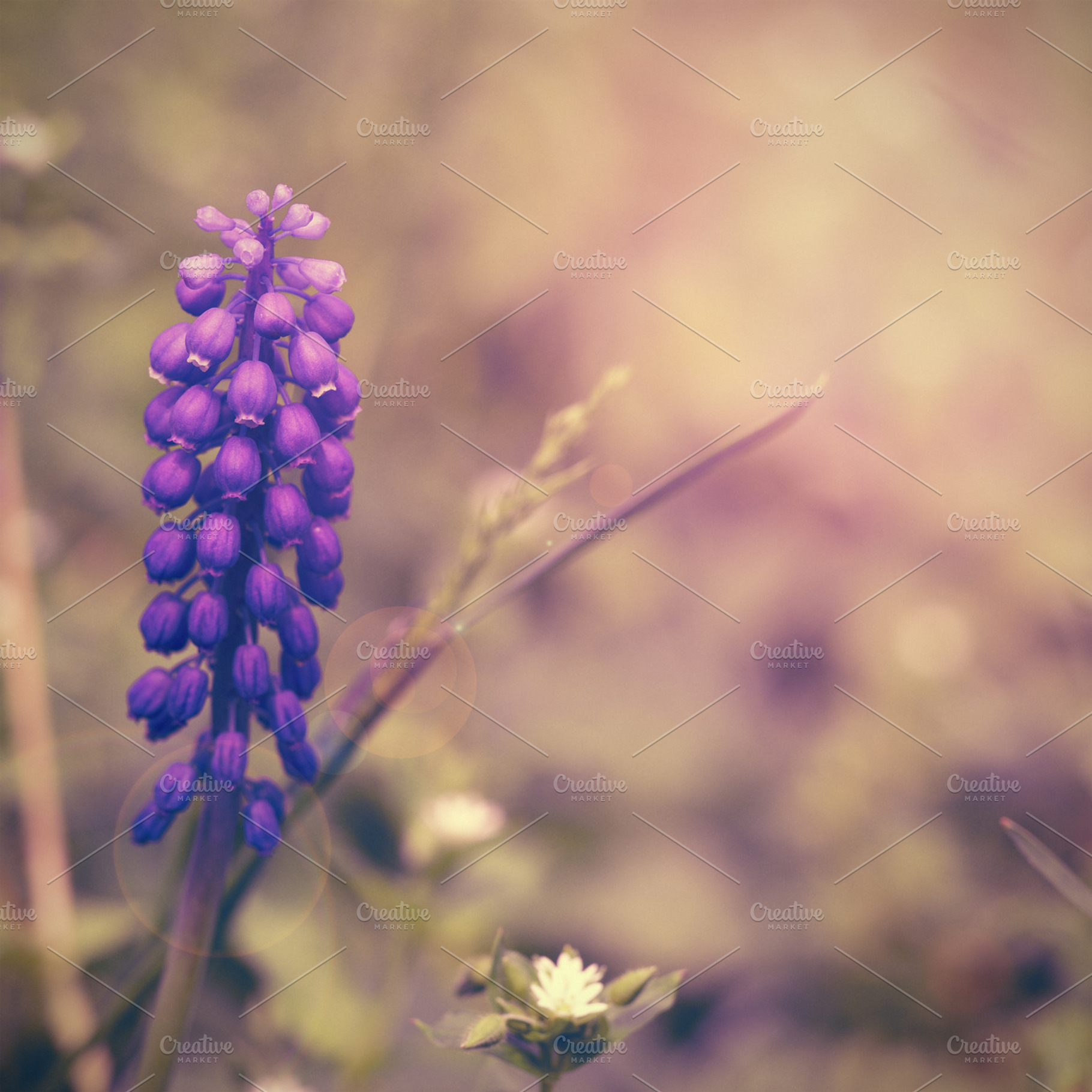 Muscari flowers featuring hyacinth, grape, and muscari