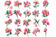 Cherry Blossom Watercolor Clip Art, an Illustration by Libby Wishes (Thumbnail 6 of 7)