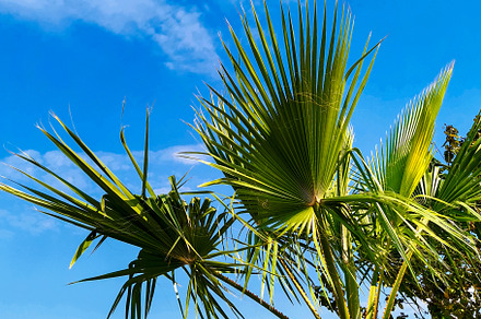 Palm trees against the blue sky, a Nature Photo by Elena Vagengeim