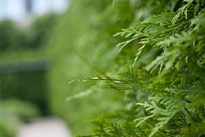 Fern wall stock picture