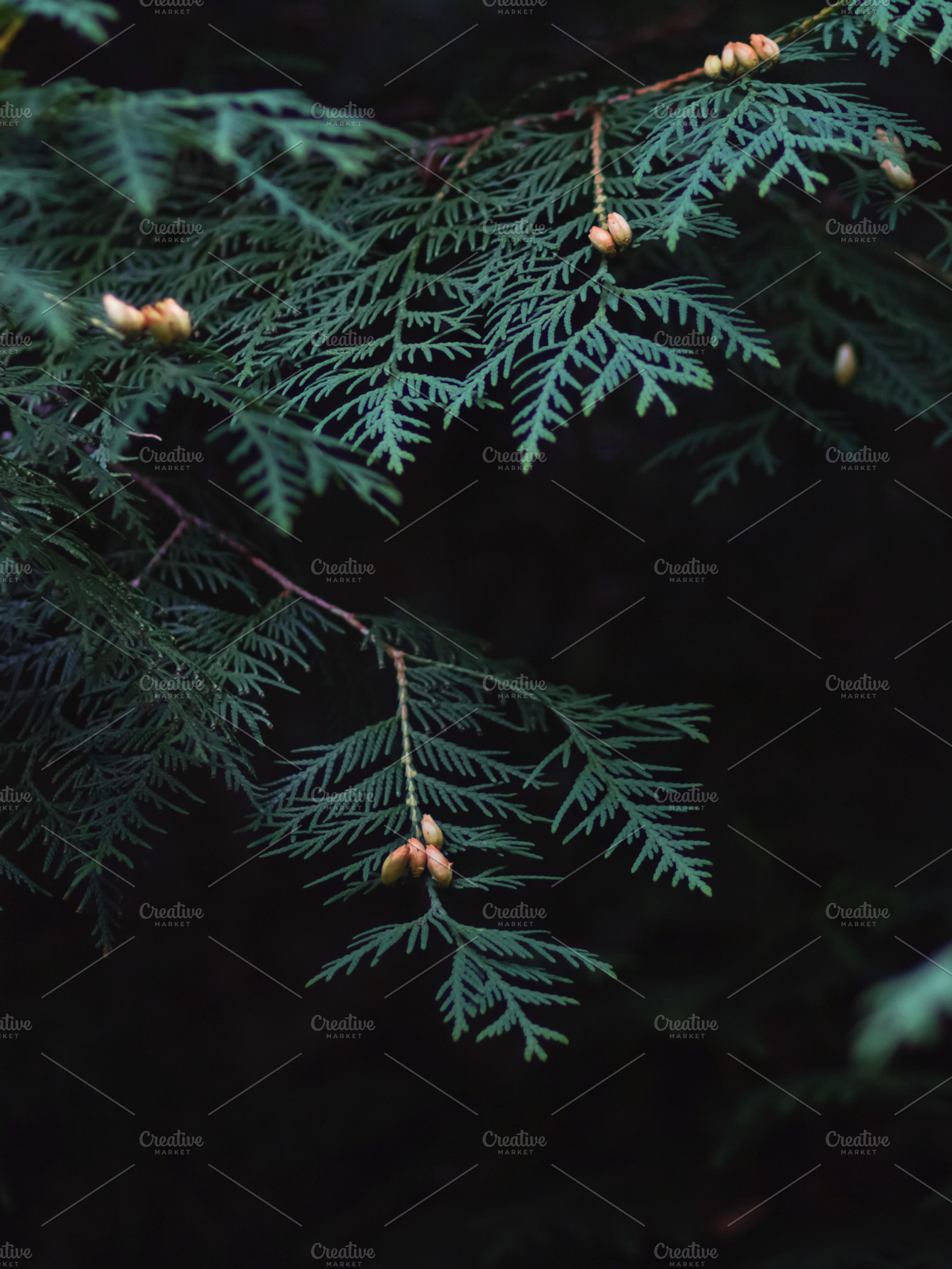 Dark green thuja on black background, a Nature Photo by c l a r a X Y
