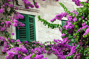 Bougainvillea and window, a Nature Photo by BOOCYS