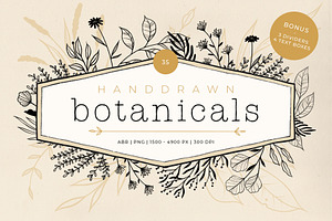 Handdrawn Botanicals