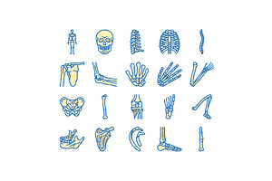 Bone Human Skeleton Structure Icons, an Object Illustration by pikepicture