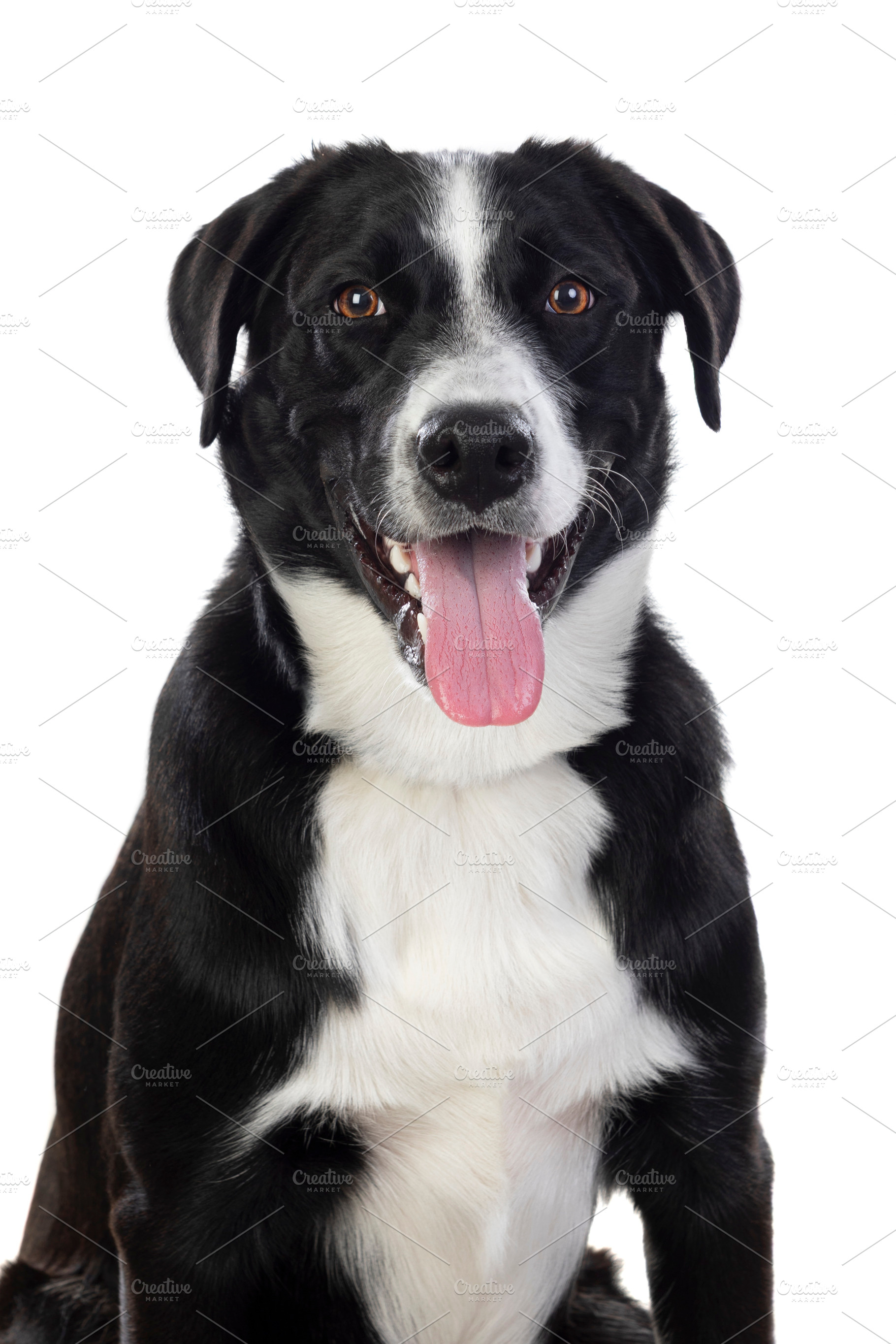 Happy black and white dog with tongue out sitting against white, an Animal Photo by José Manuel Gelpi
