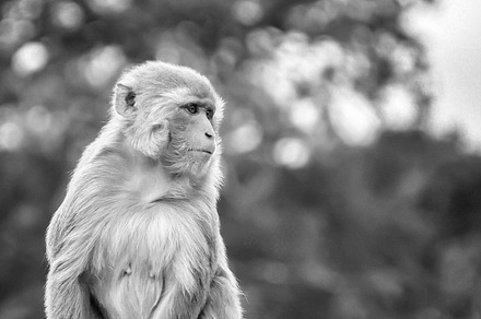 Rhesus Macaque Monkey Black & White
