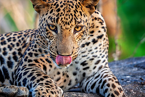 Majestic leopard lounging on a rocky surface in a lush green habitat during the, an Animal Photo by Byrdyak