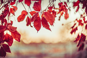Sunset autumn nature