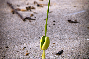 New Growth, a Nature Photo by THP Creative