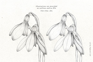 Snowdrop Flowers & Card Templates