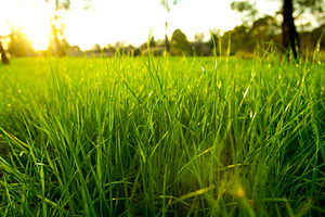 Lush Grass Low Level, a Nature Photo by THP Creative