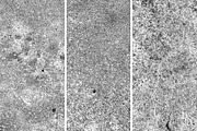 GSTC - Stone bench textures, a Texture Graphic by The Shop (Thumbnail 32 of 80)