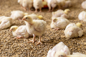 chickens in a poultry house of a farm for growing meat breeds of chicken , chic, a Photo by rsoollAI