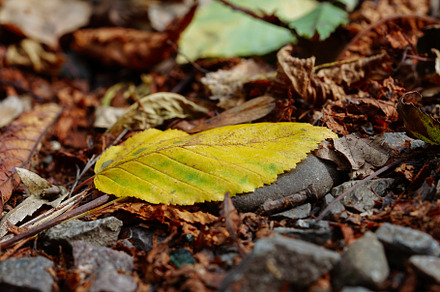 Yellow Leaf On The Ground