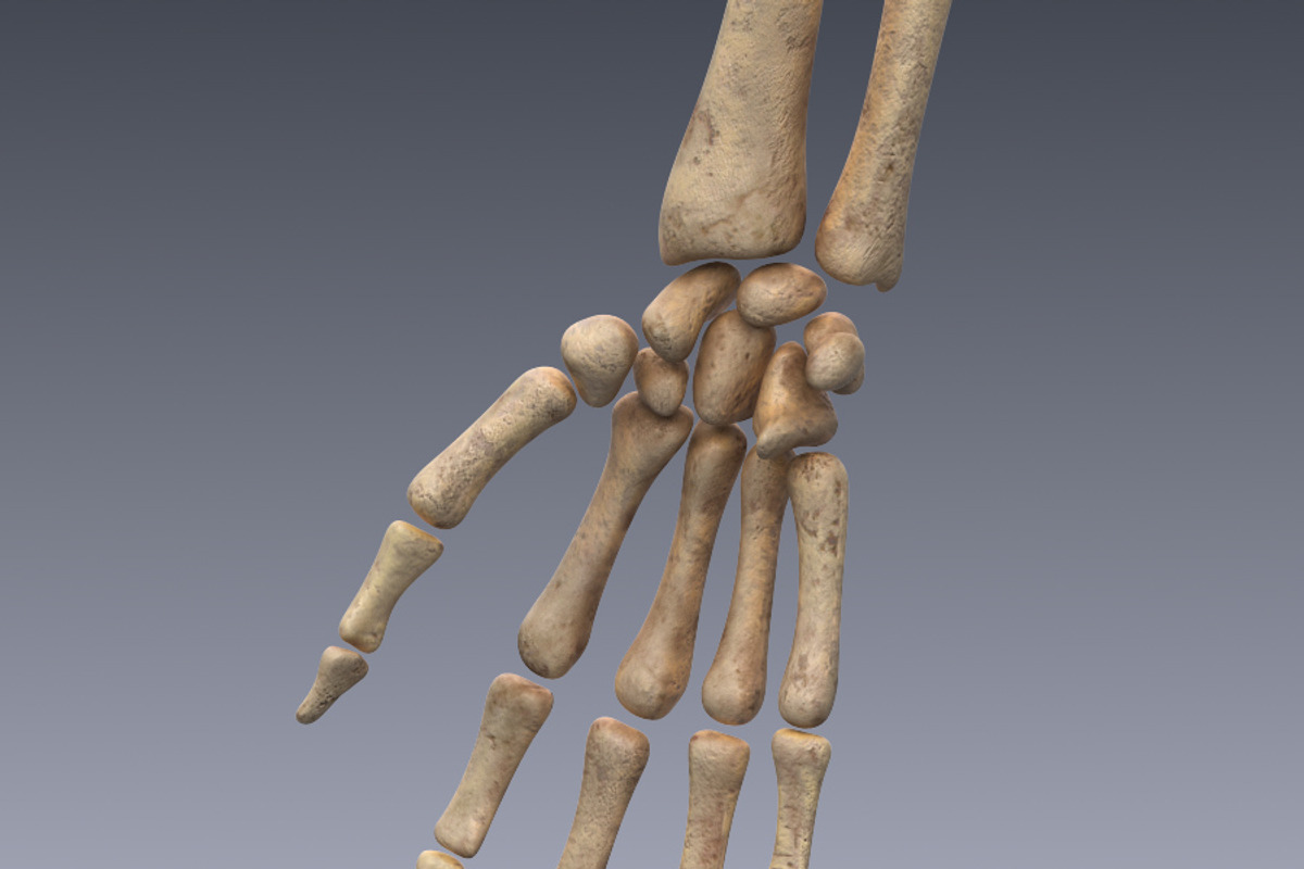 Human skeleton rigged, a Characters & Person 3D Model by konstantin.ermolaev (Photo 7 of 27)