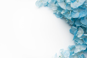 Blue hydrangea flowers forming a soft floral border, a Nature Photo by Olena Rudo