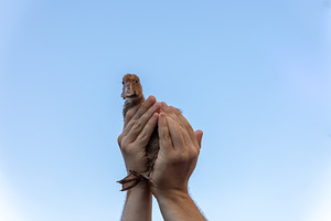 Duckling Held Against Blue Sky, an Animal Photo by Ales Munt
