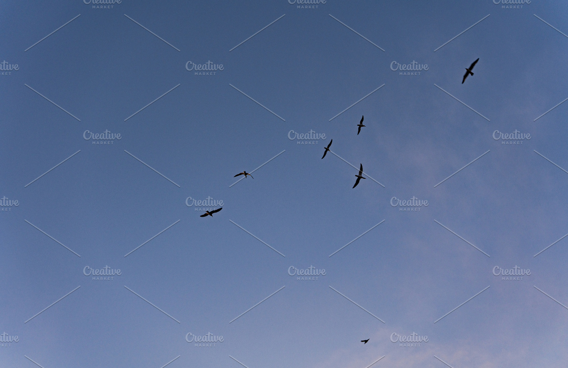 Flying seagulls in the evening sky, an Architecture Photo by Anna Bogush