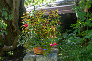 Potted colorful plants including coleus and fuchsia sitting on a, a Photo by Imaginarium