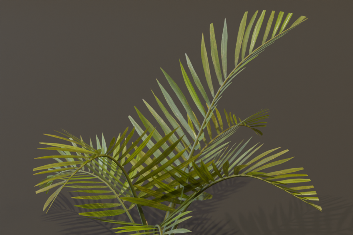 The Alexandra Palm Bush, a Plants & Tree 3D Model by FuturePastCreatives (Photo 5 of 15)