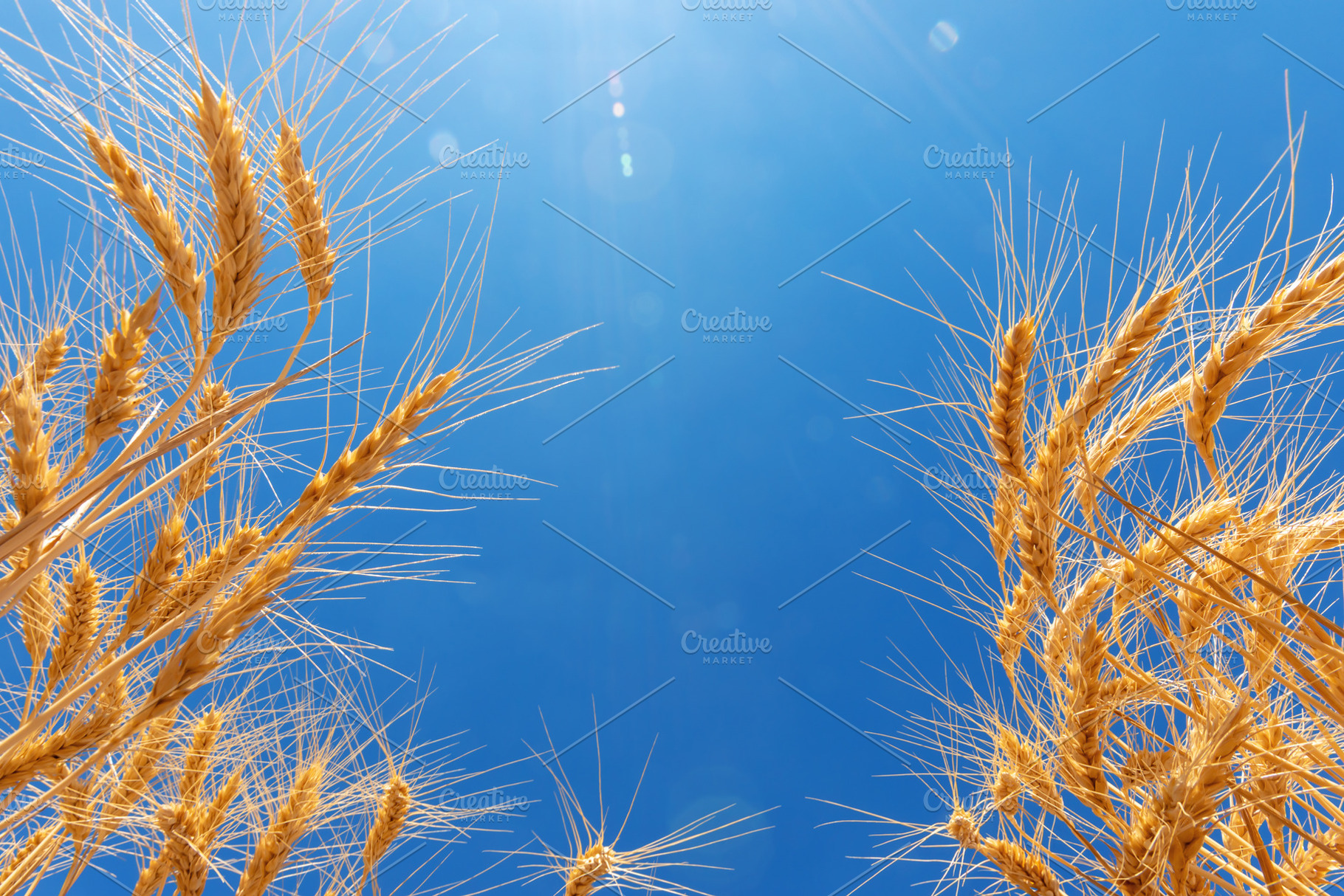 Upward view of golden wheat stalks framing a bright blue sky wit, a Nature Photo by Ales Munt